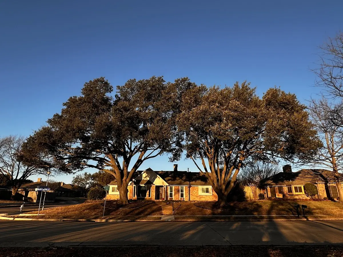 Established residential canopy tree shading a home in Eureka